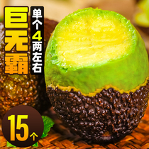 Mexican avocado fresh fruit seasonal whole box pregnant women and baby food supplement 10 avocado imported varieties Big Mac