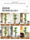 Simulated Green Plant Dracaena Indoor Living Room Tv Cabinet High-End Light Luxury Plant Floor-Standing Potted Plant Artificial Decoration