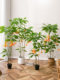 Artificial Green Plant Mandala Luxury Sofa Side Floor-Standing Ornament Large Indoor Living Room Decorative Potted Fake Plant