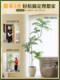 High-End Bionic Green Plant Jacaranda Indoor Living Room Decoration Next to the Tv Cabinet High-Quality Artificial Plant