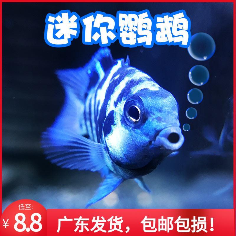 Mini Parrot Fish Treasure Blue Meta species Fish breed a pair of fish Miao small fresh water Good for tropical fish ornamental fish-Taobao