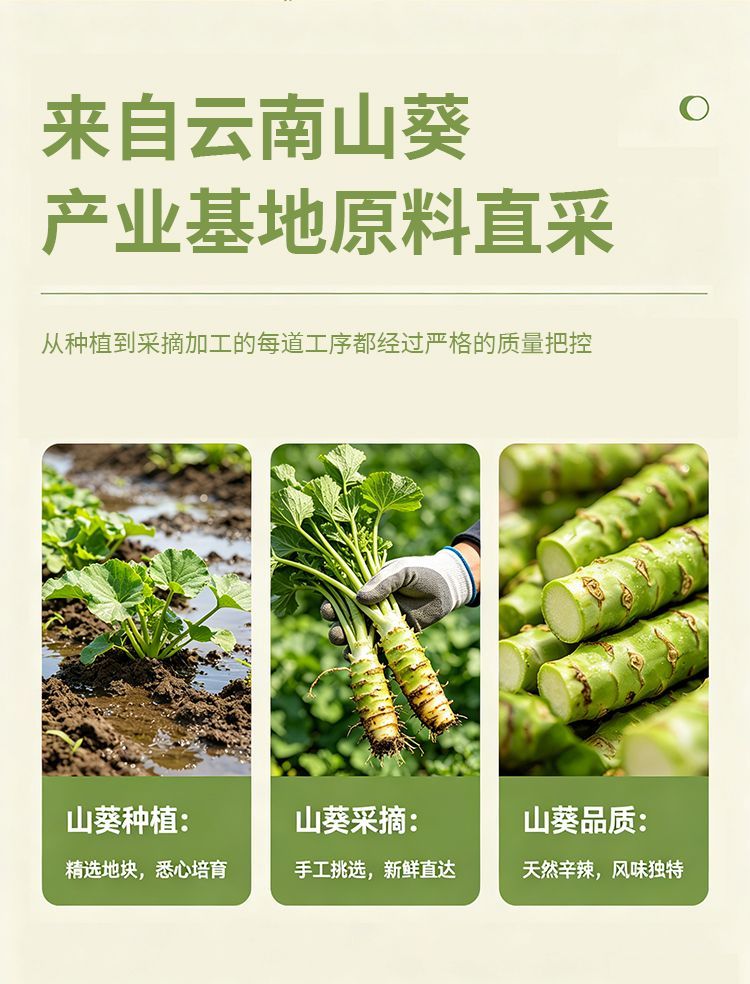 安享好物 安享B级芥末-吉匠山葵酱  