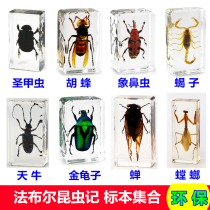Amber Insect Specimen Children Real Bio Saints Beetle Scorpion Spider Golden Tortoise Mantis dragonflies cicadas crickets