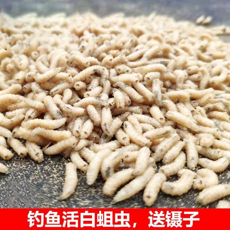 Fresh fishing maggots live flesh maggots maggots living maggots wild fishing crucian fish Five wormless white strips of white maggots 