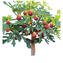 Fig tree seedlings potted with fruit Boji red green peel new cold and drought resistant dwarf varieties planted in the north and south courtyards