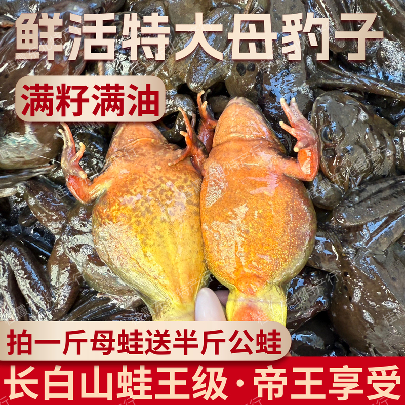 【Frog King】Extra-Large Northeastern Wood Frog, a Specialty of Changbai Mountain, Fresh Female Leopard Frog with Full Seeds and Full Oil 【Frog King】Extra-Large Northeastern Wood Frog, a Specialty of Changbai Mountain, Fresh Female Leopard Frog with Full Seeds and Full Oil