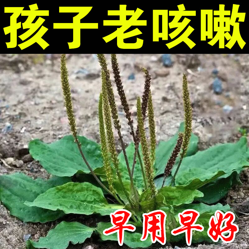 Children cough stopping cough patch to prevent cough and sputum lung patch baby long-term cough repeated cough special effect