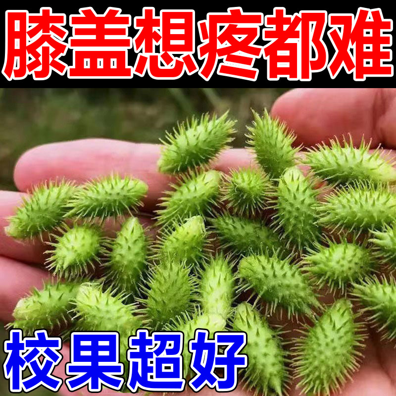 (Severe Knee Pain) Half moon plate Knee Joint Pain Knee knee Divine Instrumental Knee Joint Slip film LJ 