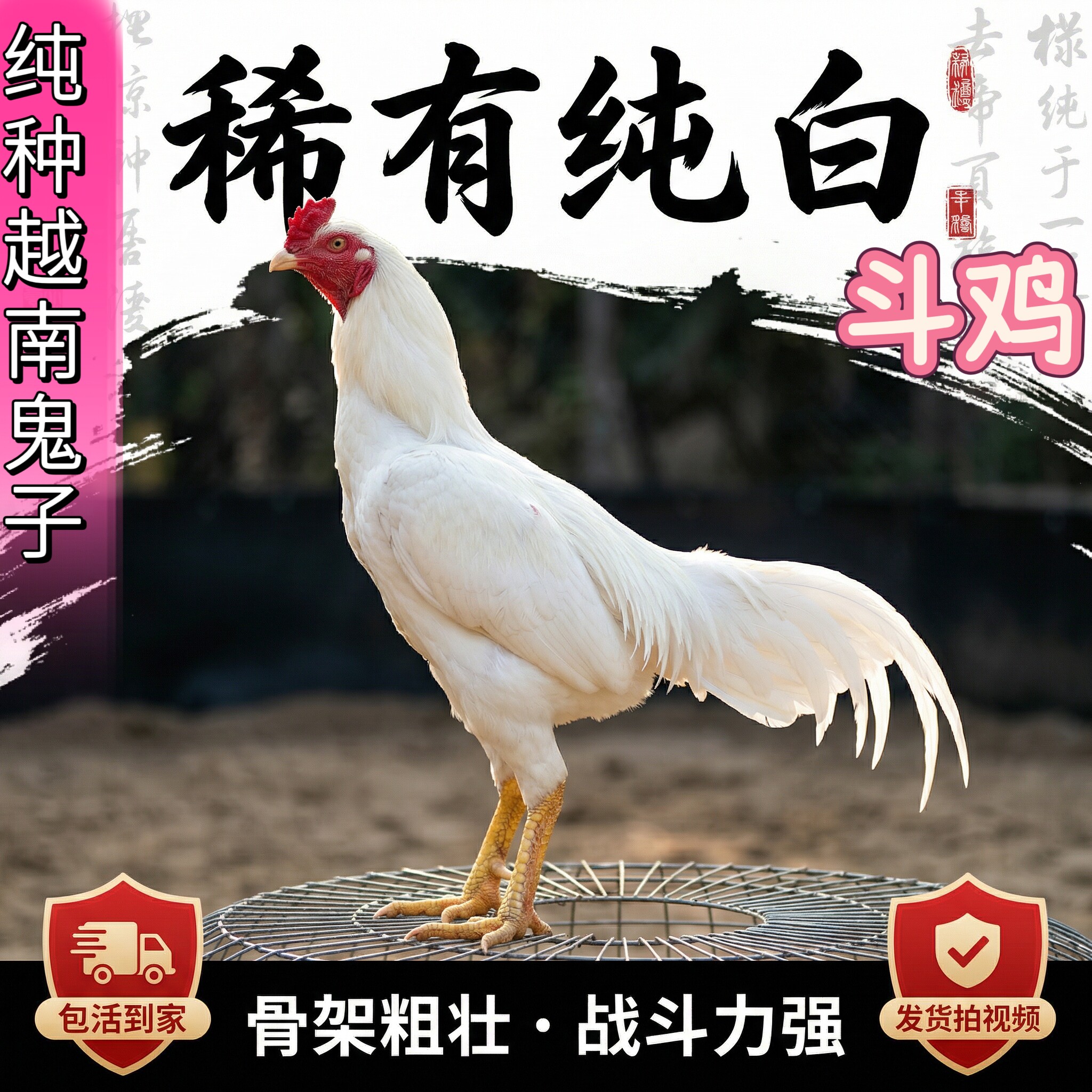 🌟 鼎英成年斗鸡:高质量缅鸡泰鸡,包邮包活 🌟-宠物鸡-淘宝好物网