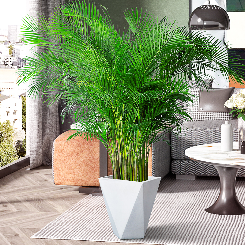 Net Red Living Room Loose Tail Sunflower Large Green Plant Anchoo indoor potted plant light extravagant Nordic Hawaiian bamboo to raise flowers