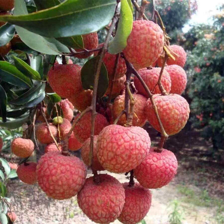 2026新鲜妃子笑荔枝如何挑选和选购?广东茂名高州荔枝5/10斤现摘现发推荐-荔枝-淘宝百科网