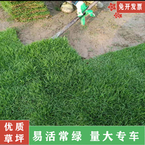 Guangdong turf real grass with soil engineering grass Taiwan grass Manila carpet grass Bermuda courtyard garden villa