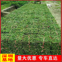 The base is now shoveled and the hair is covered with soil. Large-leaf oilgrass is shade-resistant drought-resistant and trampling-resistant. It is an evergreen villa courtyard greening in all seasons.