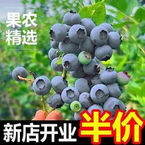 Daliangshan Dechang Blueberry Large Fruit Fresh Seasonal Fruit Freshly Picked Blueberry Seedless Pregnant Baby Fresh Fruit