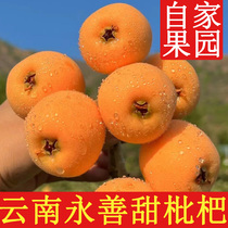 Sichuan Miyi loquat fresh фрукты 5 catty of sweet Pipa Yunnan High Mountain Big 5 Star loquat The whole