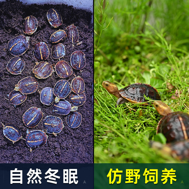 黄缘龟 vs 闭壳龟:新手玩家必备的东部龟养殖全攻略!-特种养殖类水族宠物-淘宝百科网