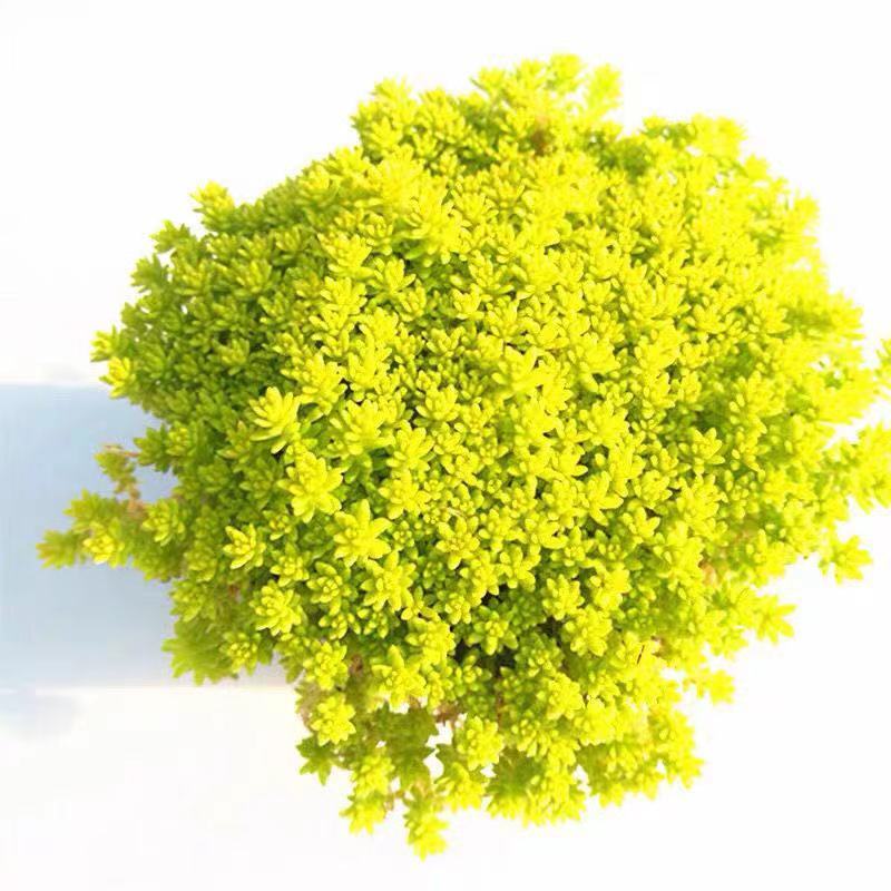 Golden perennial grass succulent plant platter combination wild desktop potted flower flower seedling greenhouse self-maintenance potted grass