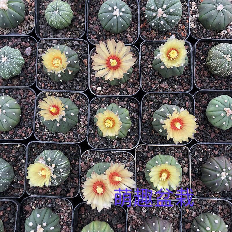 Star pocket cactus seedling random combination package succulent plant flower scarlet flower jade cactus blooming