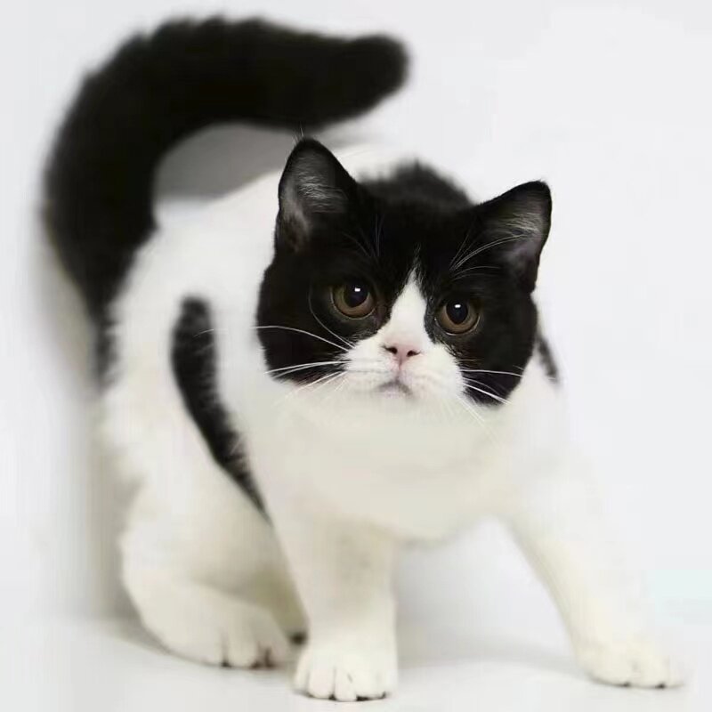🐱 宠物界新宠：橘猫幼崽中华田园猫狸花猫活体纯黑猫白猫奶牛猫三花小