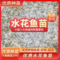 Splash fry grass carp crucian carp silver carp white silver carp herring mandarin fish yellow spicy diced cocked mouth live fish feed