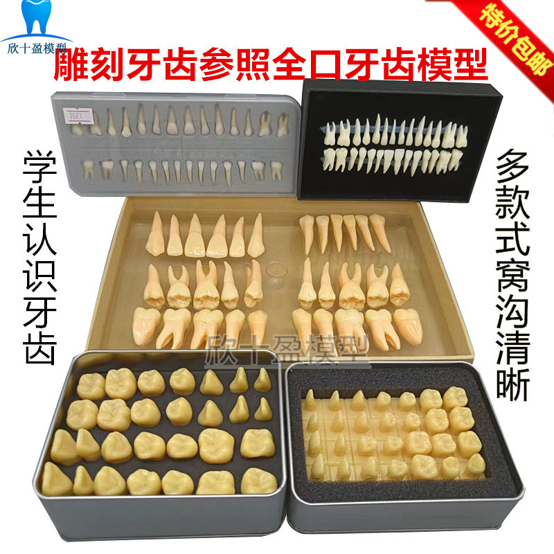 牙科恒牙模型 学生认识牙齿 28颗雕牙全口牙齿模型仿真离体牙模型