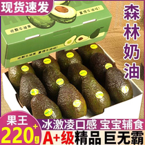 SF Express Mexico imported avocado fresh Big Mac avocado fruit seasonal pregnant women and baby food supplement gift box