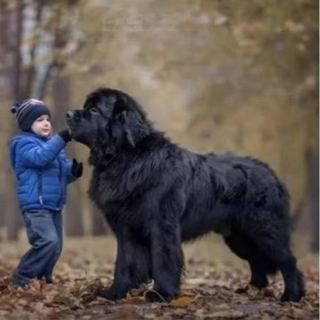 Mixed breed giant Newfoundland dog black bear dog giant frame hunting large dog fierce dog housekeeping all black dog long hair