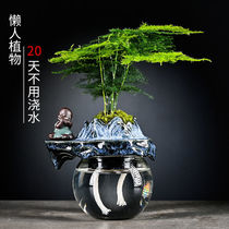 Lazy plant hydroponic flowers soilless pure glass flower potted automatic water absorption office good to raise ornaments bamboo