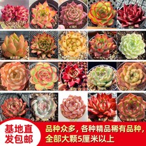 Advanced Boutique Multimeat Plant Package Meatmeat Plant Potted Boutique Large Multi Meat with a basin with a lot of meat