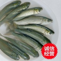 Grass carp Miao Batch of Disease-resistant Living White Anwan Fry 4 Everyone Fish Freshwater Fish Fry