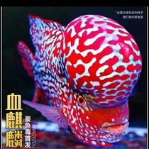 Rohan fish Miao tropical ornamental fish longevity fish Merchants good nourishing blood Kirin exclusive first of its first explosive head rate