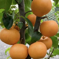 Small Sun Miao wood South Northern grafting September Mature Gansweet No Scum Autumn Moon Pear Fruit Sapling Now Dig Hair