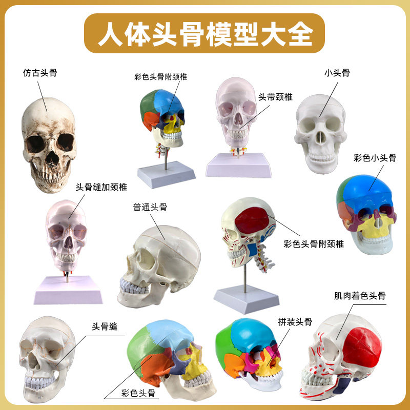 仿真人体头骨头颅骨解剖模型美术素描医学可拆卸彩色骷髅头3d模具