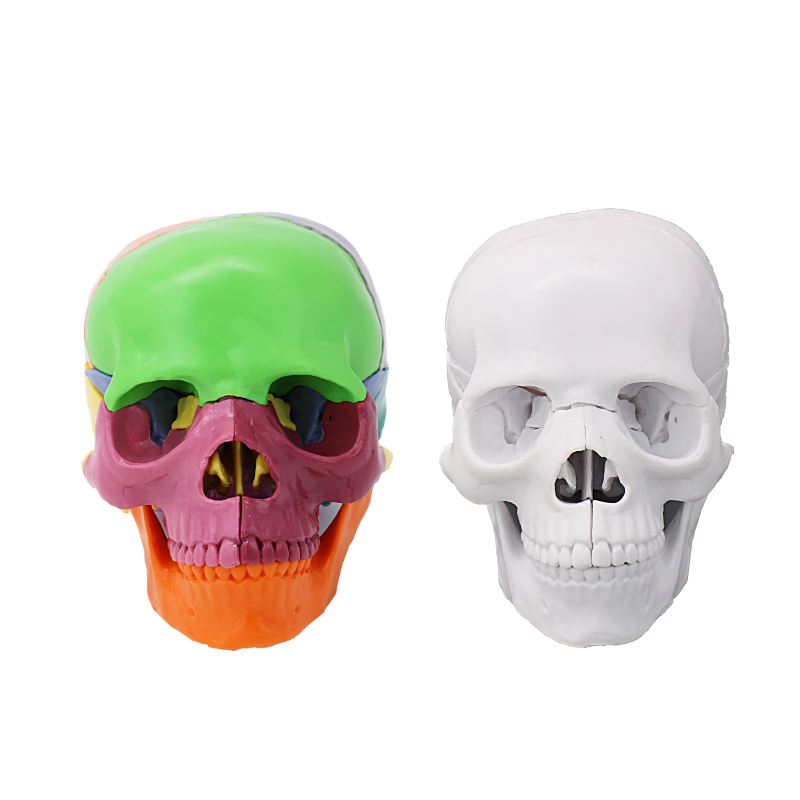 Medicine detachable container, physiological skull model, scale 1:2