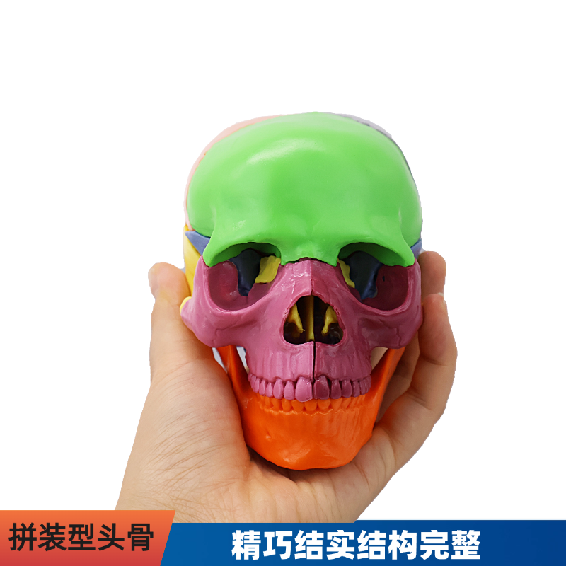 Medicine detachable container, physiological skull model, scale 1:2