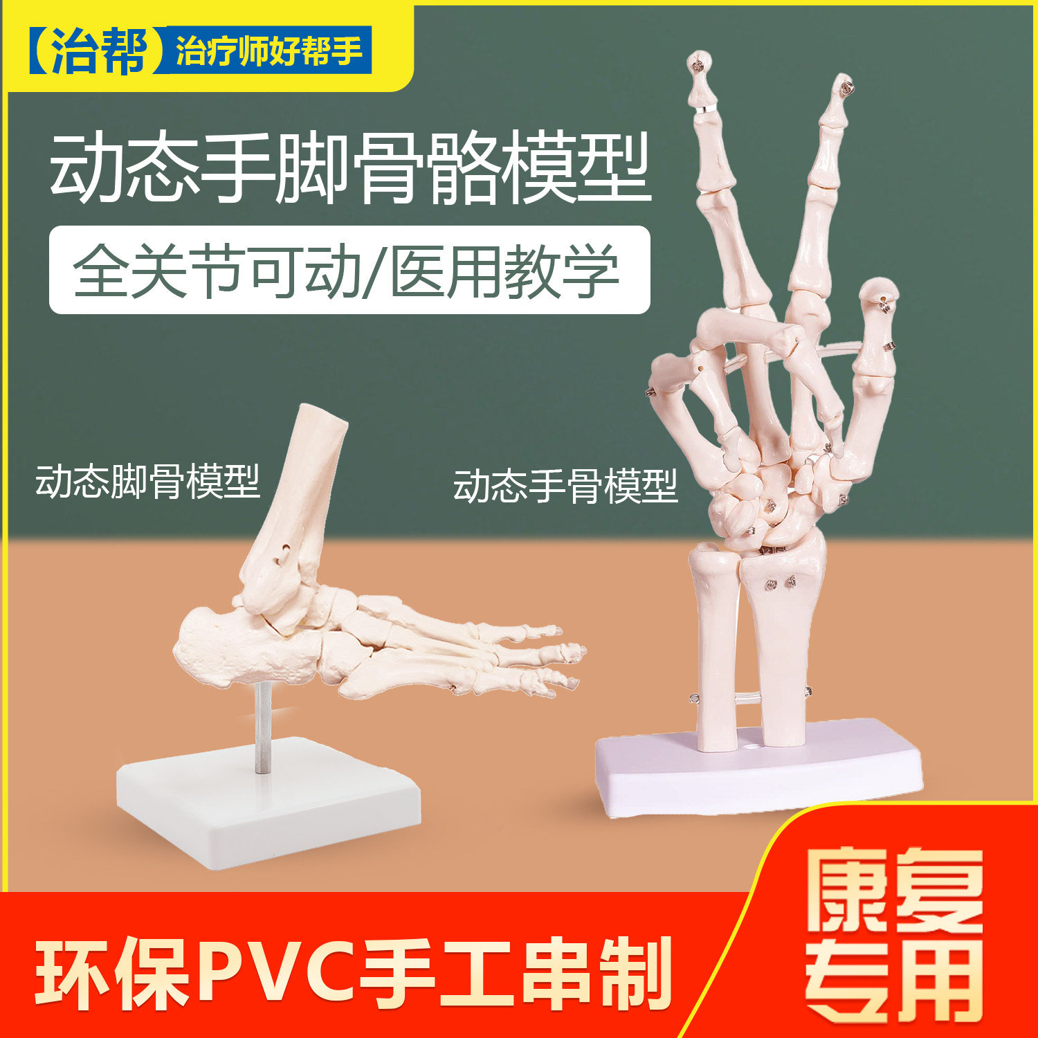 医用动态足踝脚关节手骨脚骨骨骼模型可活动教具功能展示康复教学