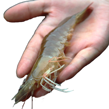 Fresh prawns 4 pounds fresh prawns colorful coast