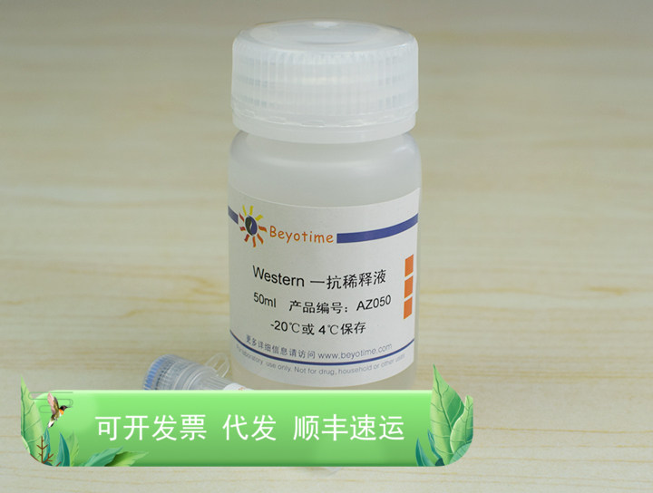 PCNA Mouse Monoclonal Antibody AF0261 碧云天生物 Beyotime