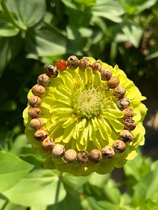 Fushun pure natural west open pit amber bracelet