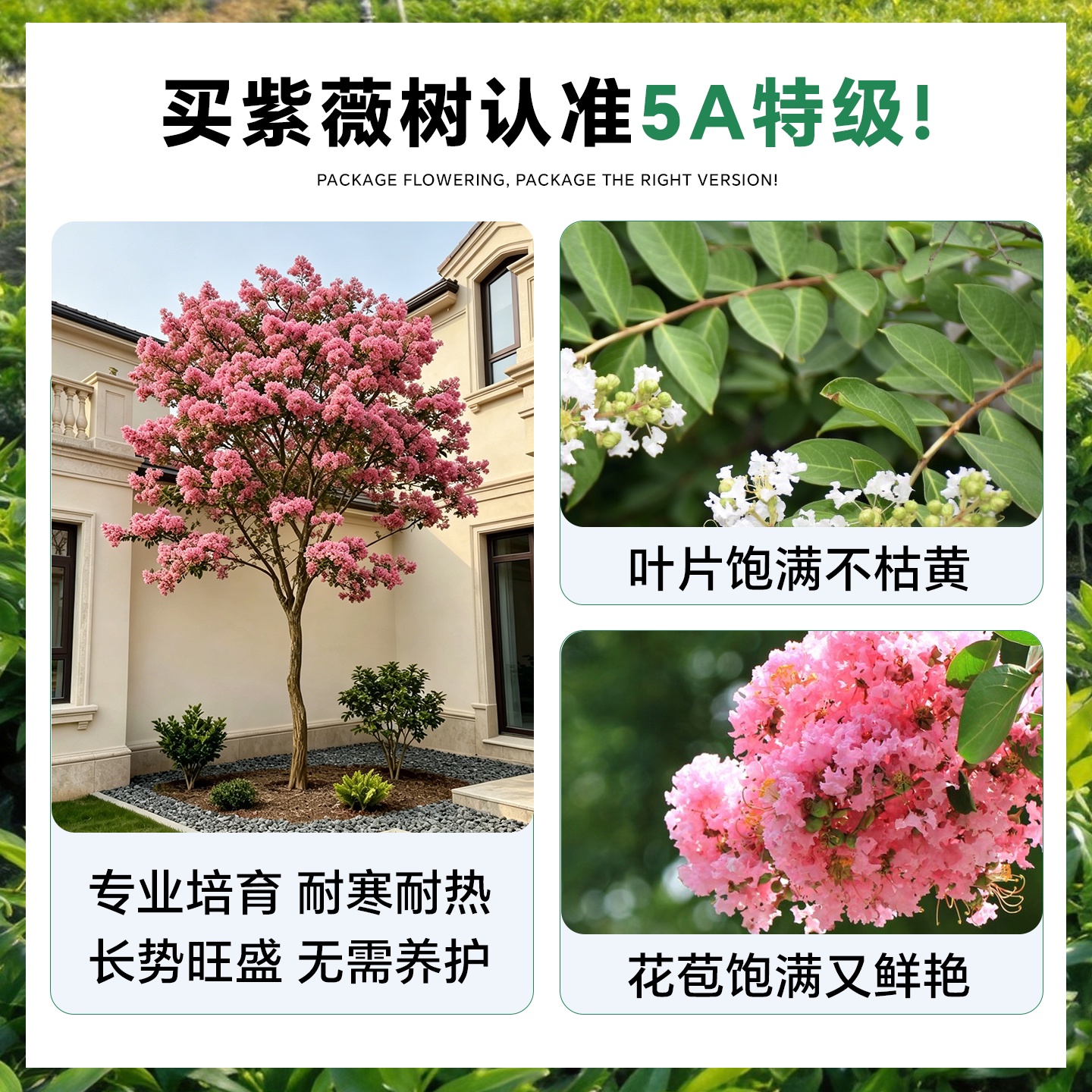 丛生紫薇树苗盆栽怎么选？2026年庭院绿化更看重造型年限与裸根适配性