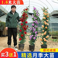 Timeto -Climbing Rose Flower Miao Rose Four Seasons Four Flower Vine Basin Basin Pot Wall Wall Rose Наружные садовые растения