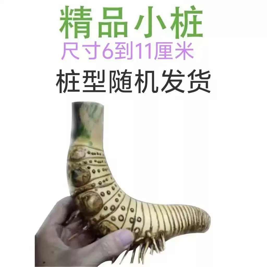 小葉簕竹盆景竹頭簕竹老樁富貴竹綠植盆栽室內好養風水竹盆景