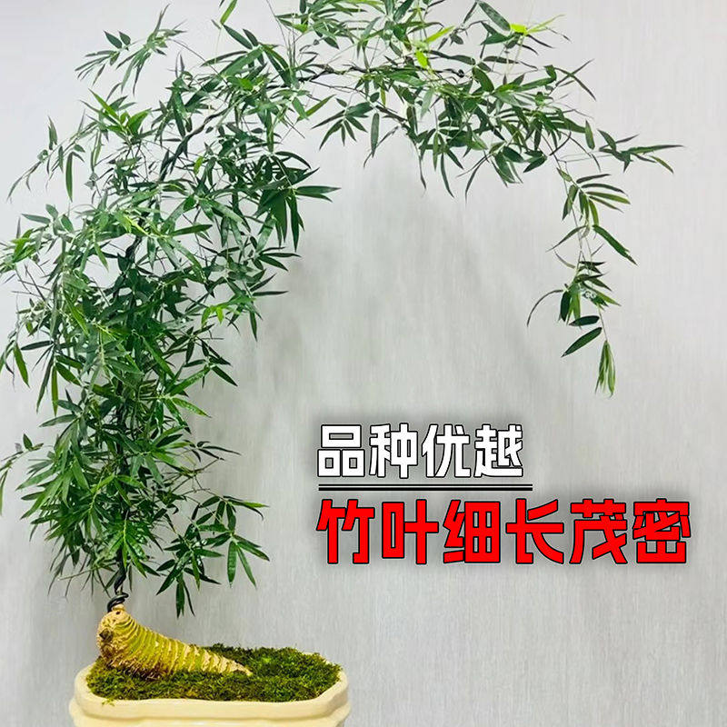 正宗小葉勒竹簕熟樁綠植竹子盆栽月牙彎室內盆景迷你小葉簕竹帶芽