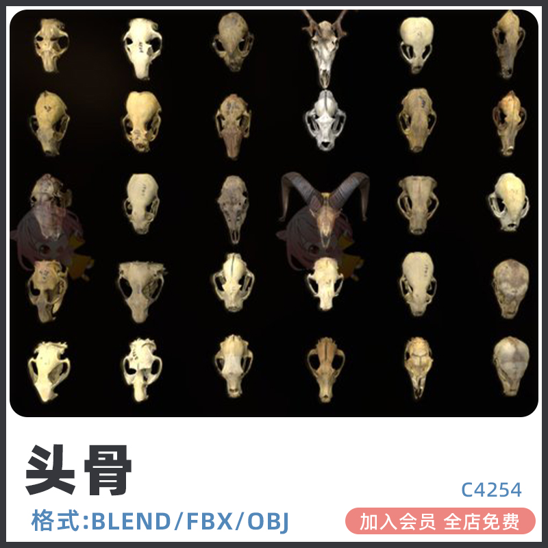 头骨颧骨鼻梁骨头盖骨天灵盖骷髅3D模型blend渲染fbx建模设计素材-cg男孩