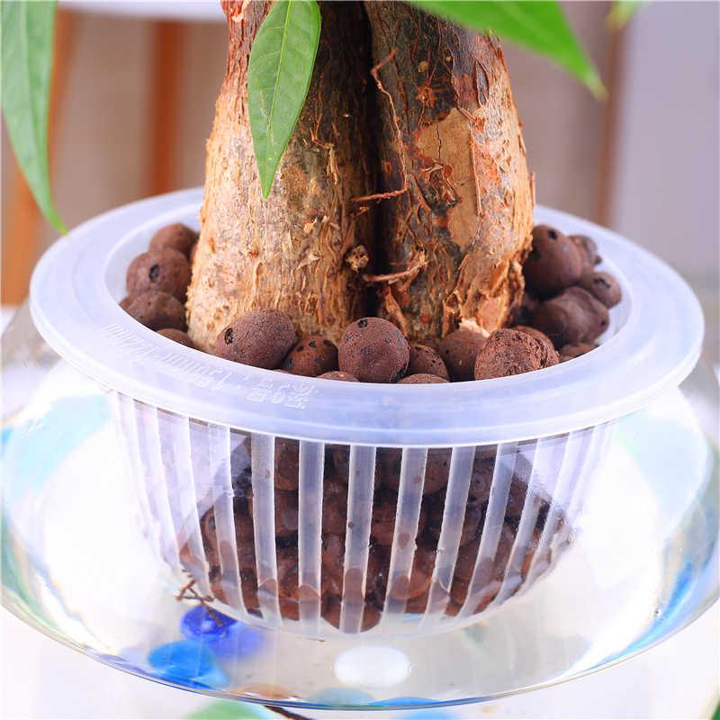 Văn hóa không thấm nước, rễ cây thủy canh thoáng khí cố định rễ cây, dụng cụ làm vườn, bình trang trí, bóng carbon gốm vòi tưới cây đa năng