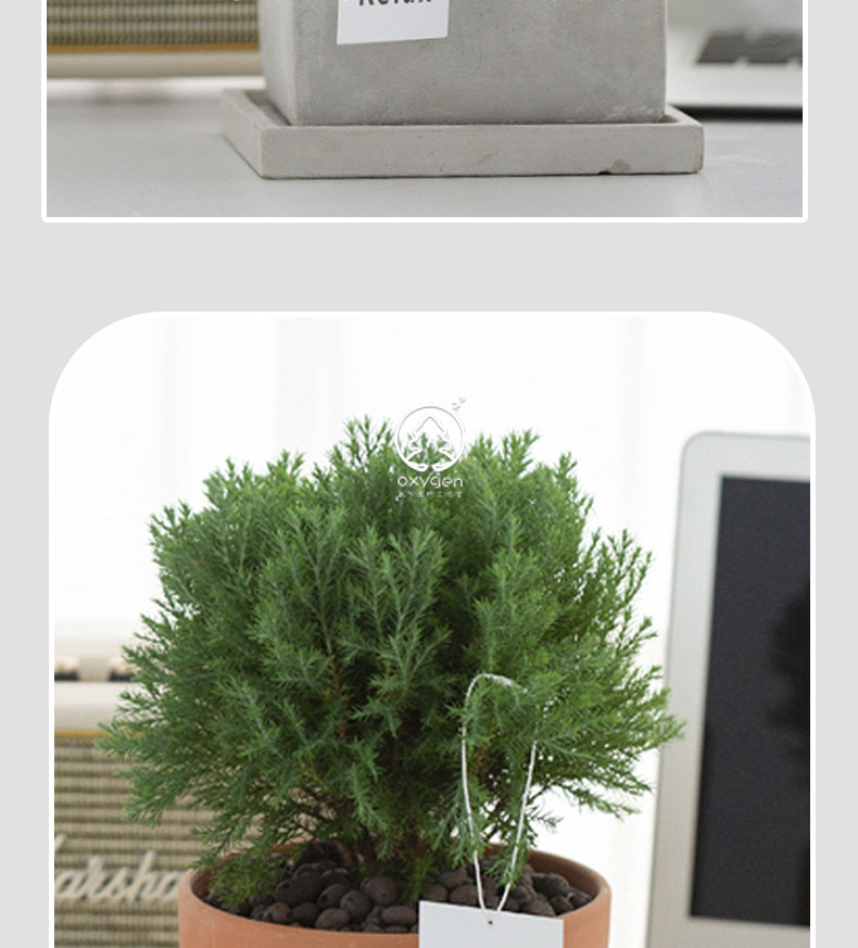 放青松室内办公室绿植雾松小盆栽室内花雾凇植物室内办公室盆栽-阿里巴巴