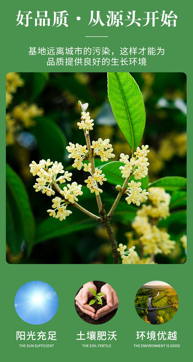 Dried Osmanthus Flowers Gui Hua 8A Grade 500g Edible Herbal Tea for Brewing and Culinary Use key features