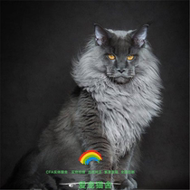 For sale nationwide Maine Ragdoll Devon Gold Gradient Napoleon American Shorthair British Shorthair Abby Leopard Cat Garfield Persian Eastern Shorthair