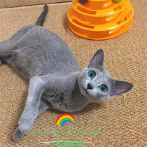 Russian blue cat purebred green eyes short-haired Achaean double-blood aristocratic cat live domestic pet kitten