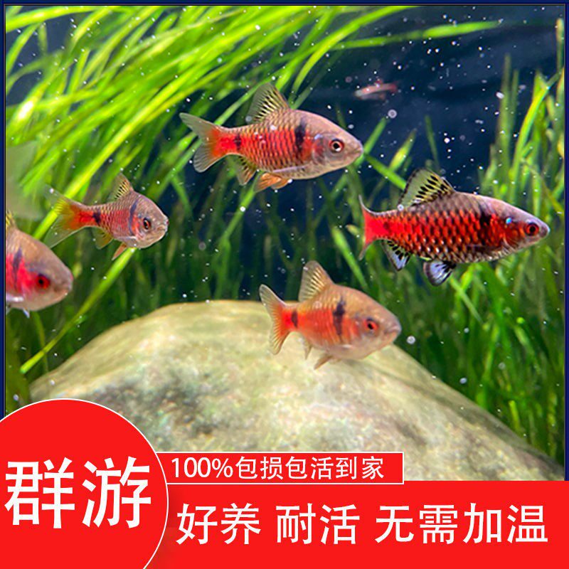 Diamond rainbow crucian carp cold water fish ornamental life-resistant and easy to raise Mekong fish volcanic squid small group swim cold-resistant and supportive